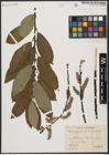 Foto von Salix aegyptiaca L. x Salix caprea L.